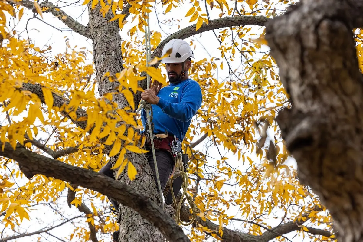 Skilled Tree Transplanting crew working in Havelock